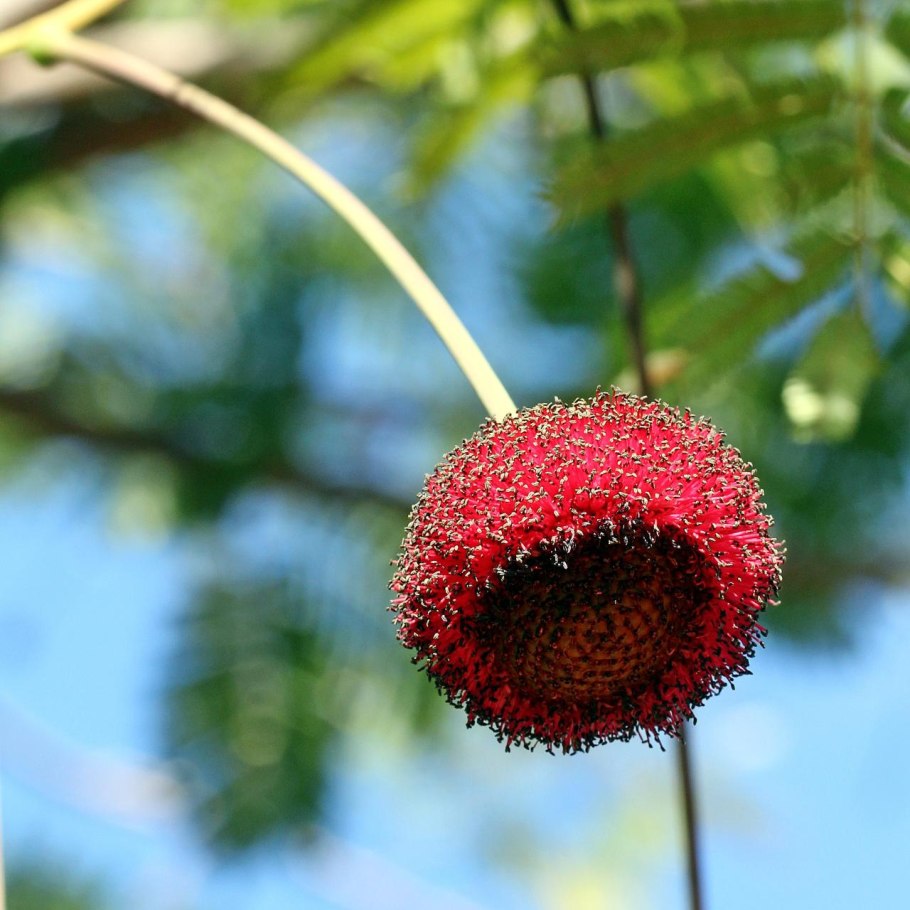 Паркия Клаппертона (Parkia biglobosa)