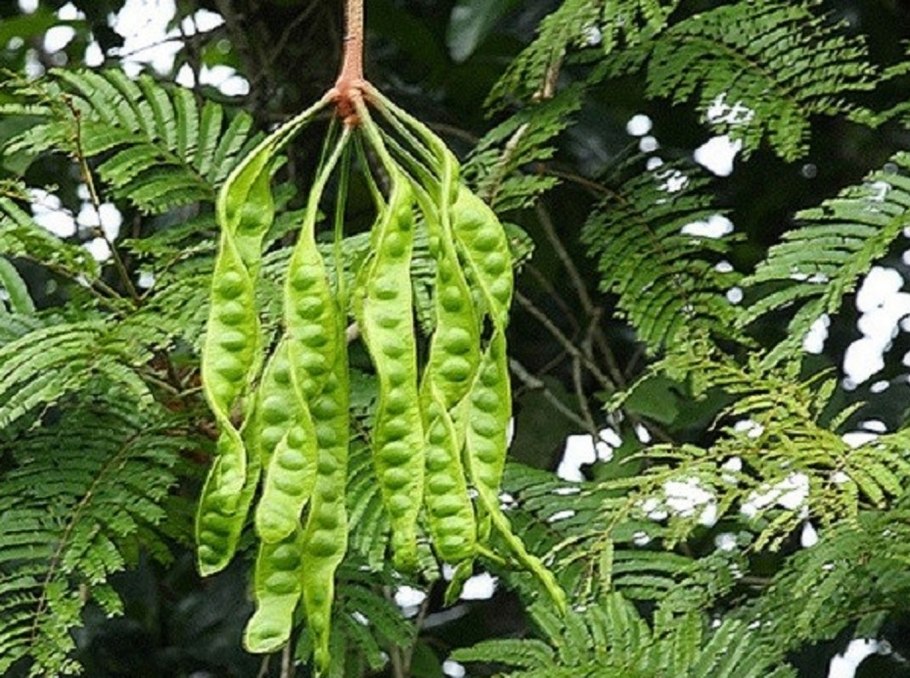 Паркия дерево