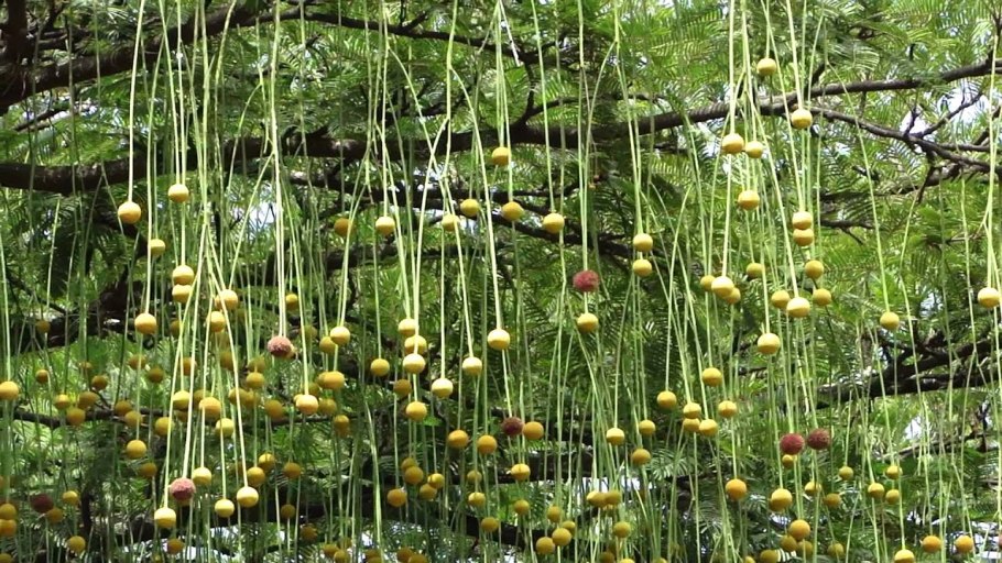 Паркия красивая