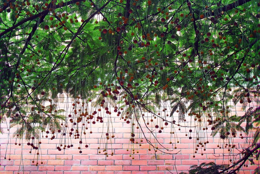 Lagerstroemia subcostata