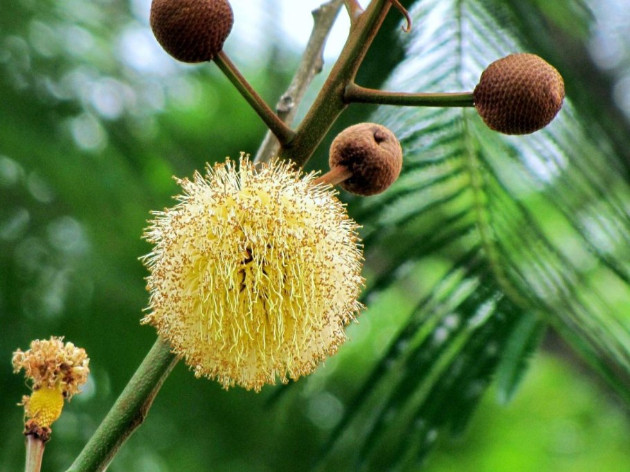 Паркия Клаппертона (Parkia biglobosa)