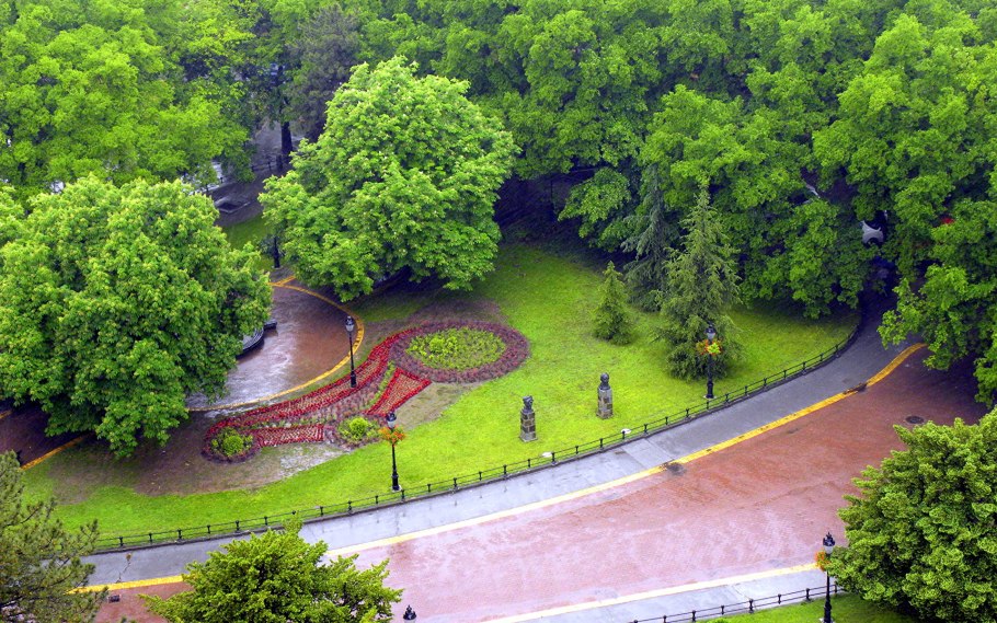 Паркия дерево