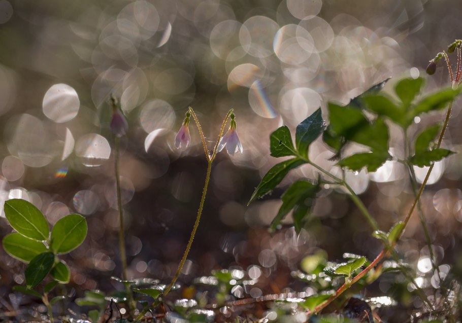 Linnaea Borealis