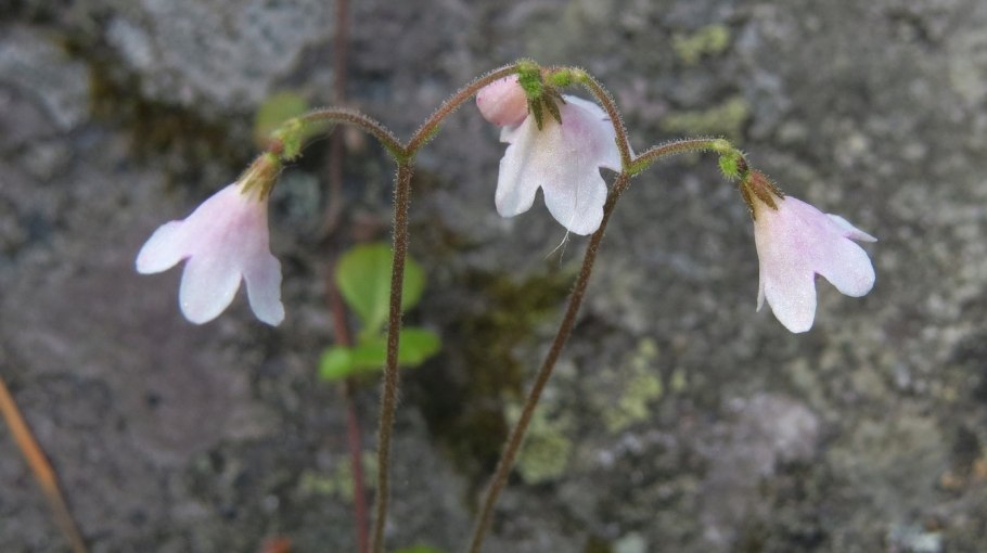 Северная Линнея трава