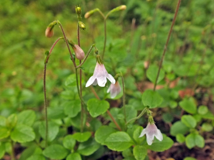 Линнея Северная