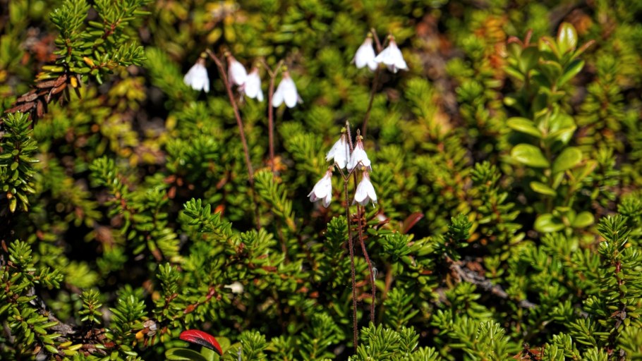 Карл Линней (1707-1778)