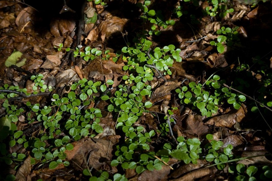 Линней лекарственные растения