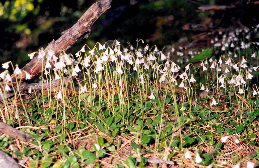 Линнея Северная подколодная