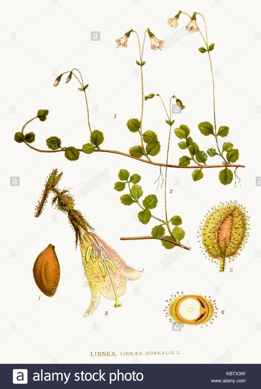 Линнея место обитания в Подмосковье