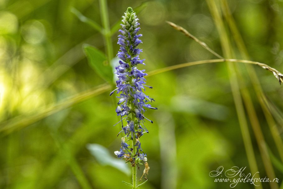 Вероника ненастоящая рисунок
