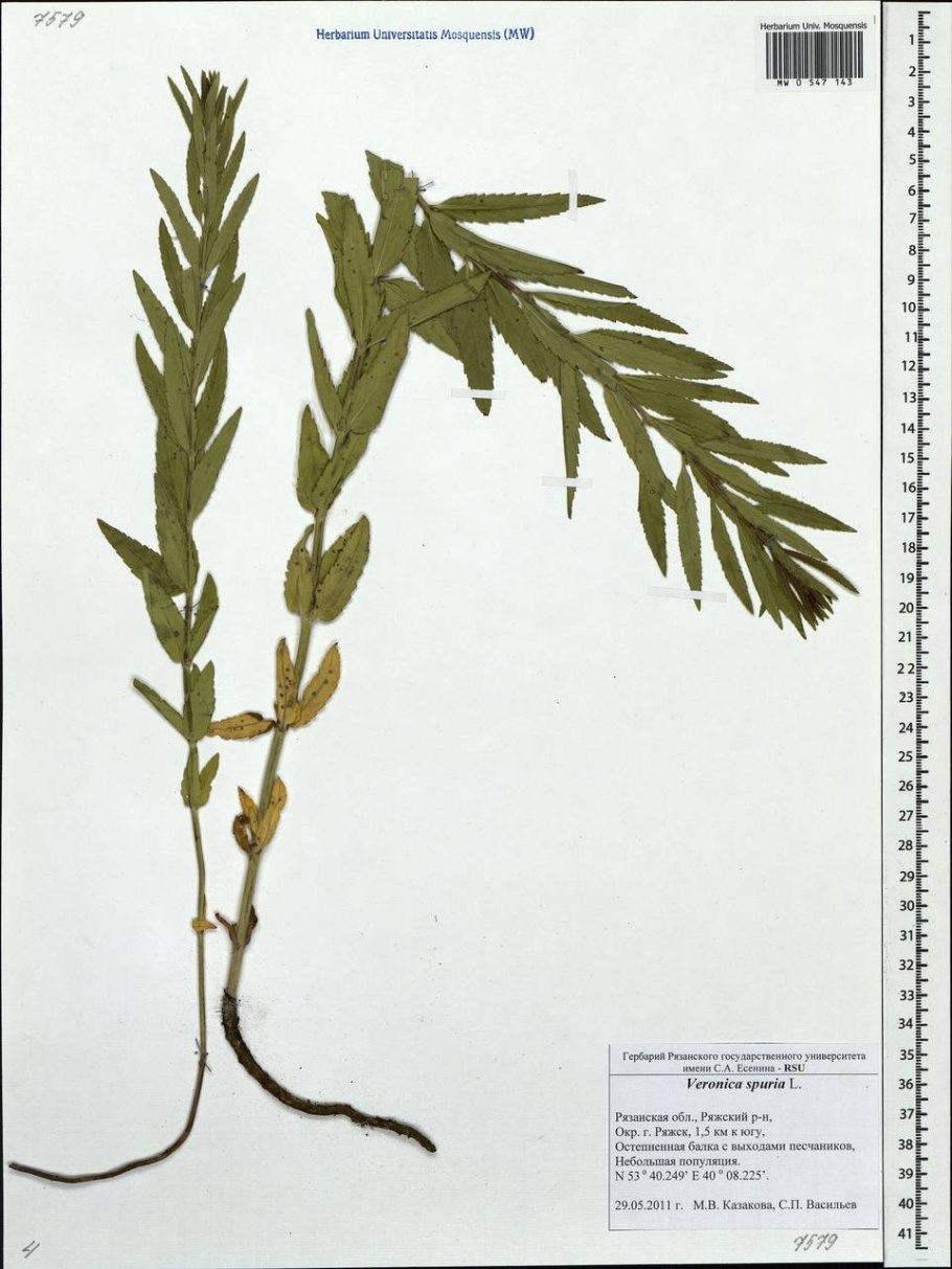 Вероника многораздельная (multifida