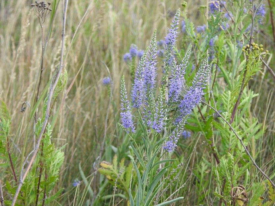 Вероника трава лечебная