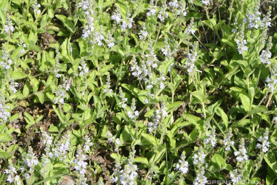 Вероника нителистная