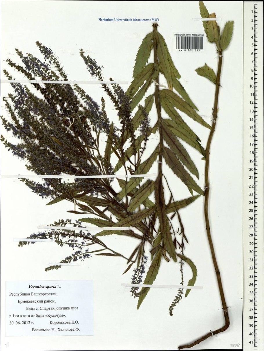 Вероника длиннолистная Blauriesin