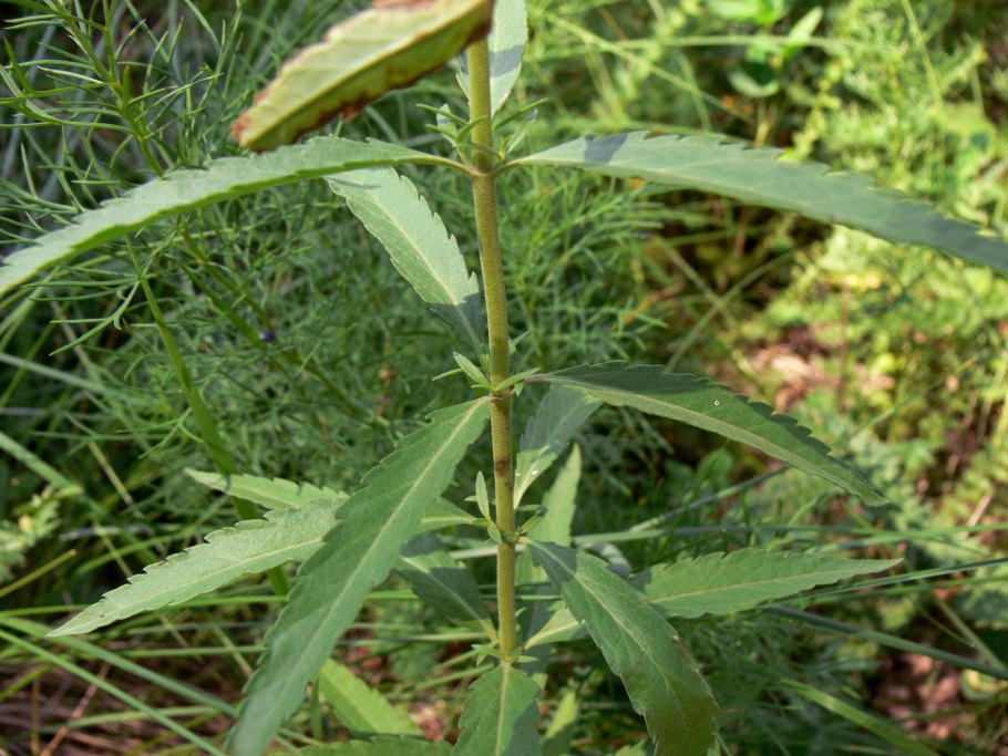 Вероника ненастоящая рисунок