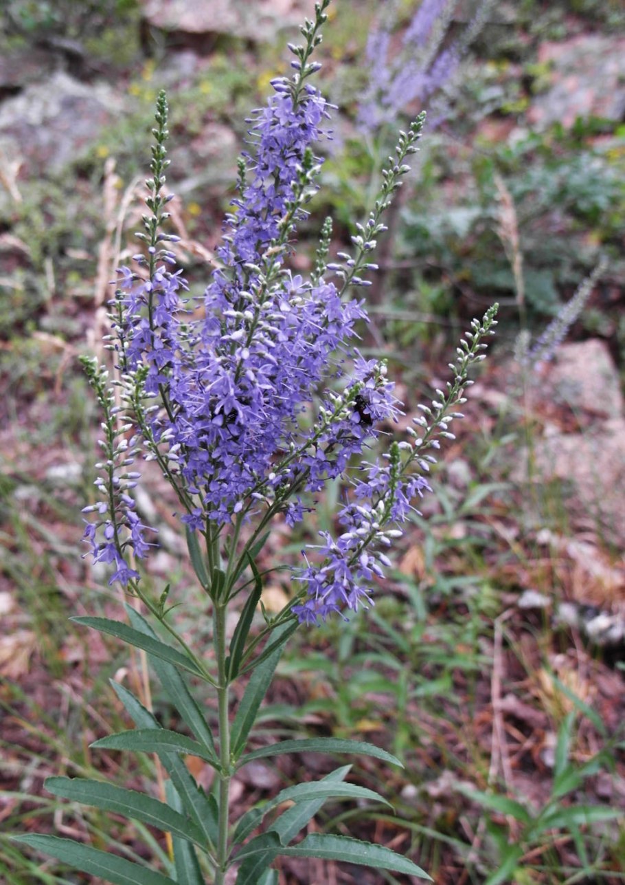 Норичниковые формула