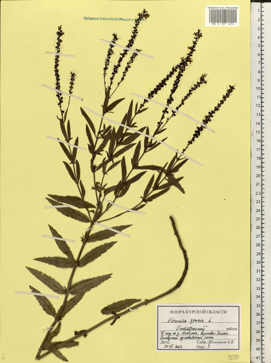 Растение Veronica spicata