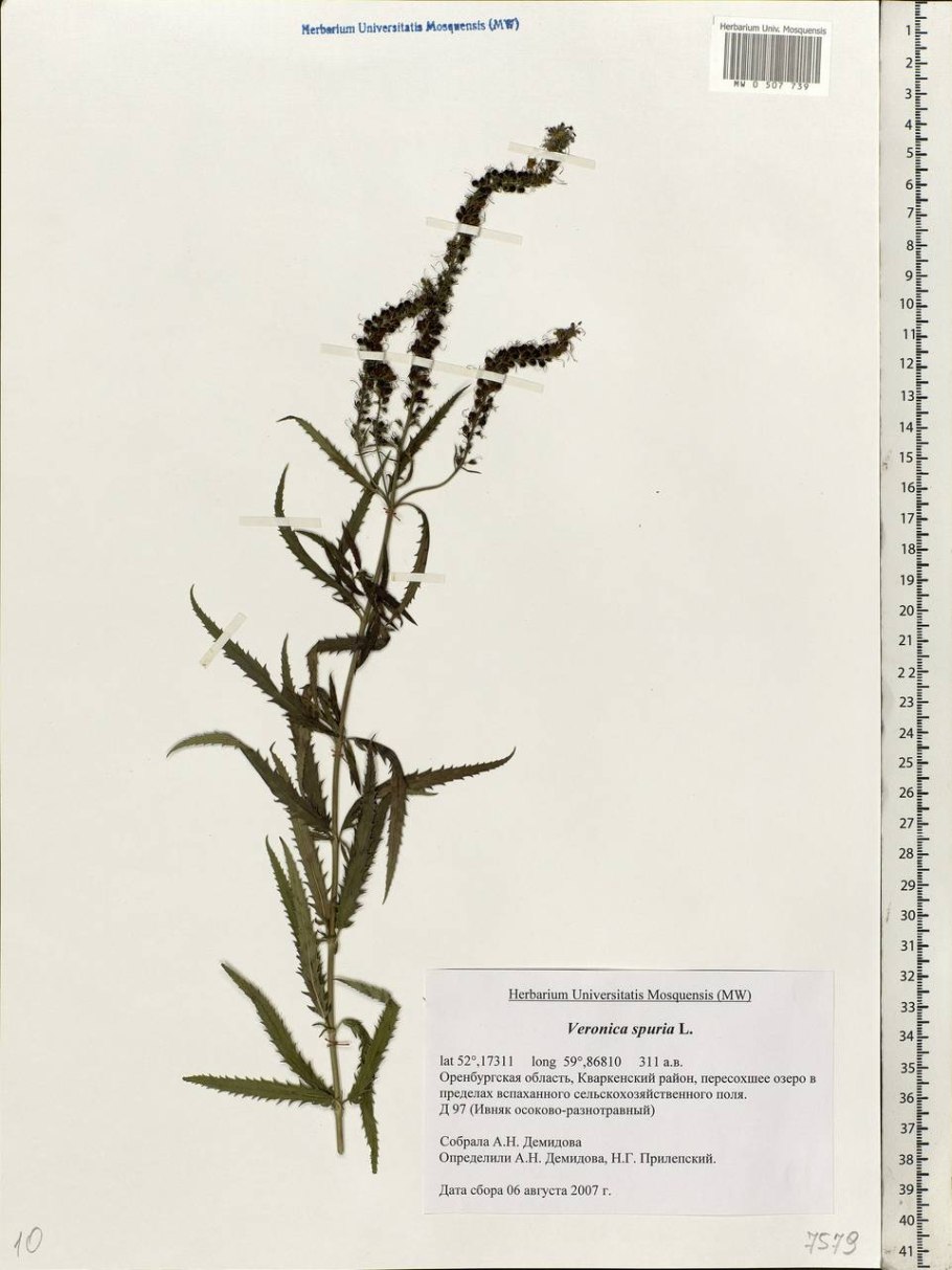 Василек многолетний листья фото