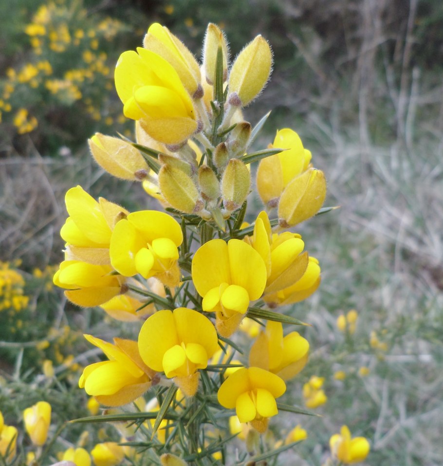 Улекс густой