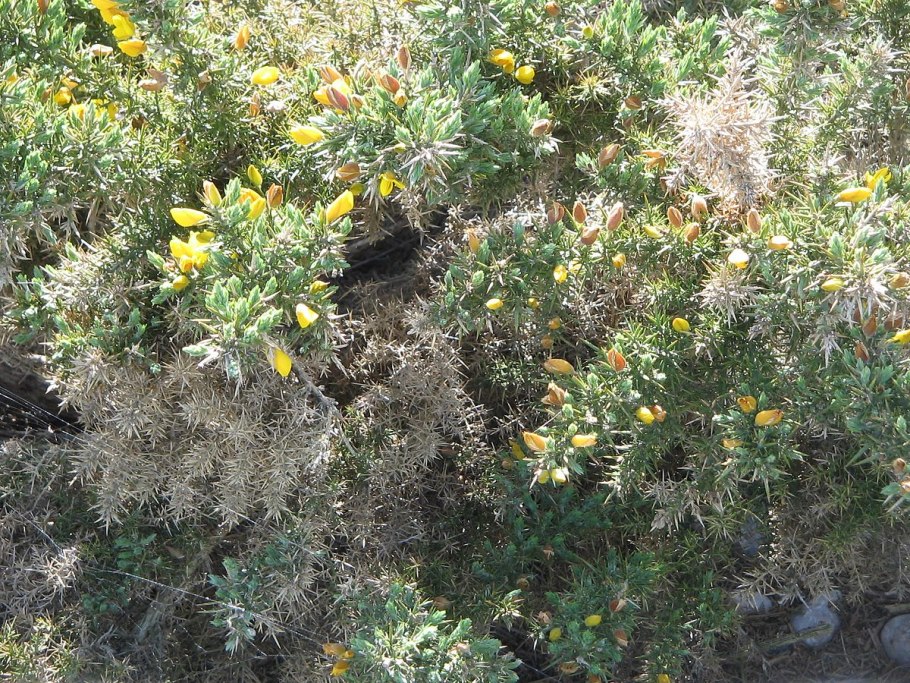 Улекс мелкоцветковый