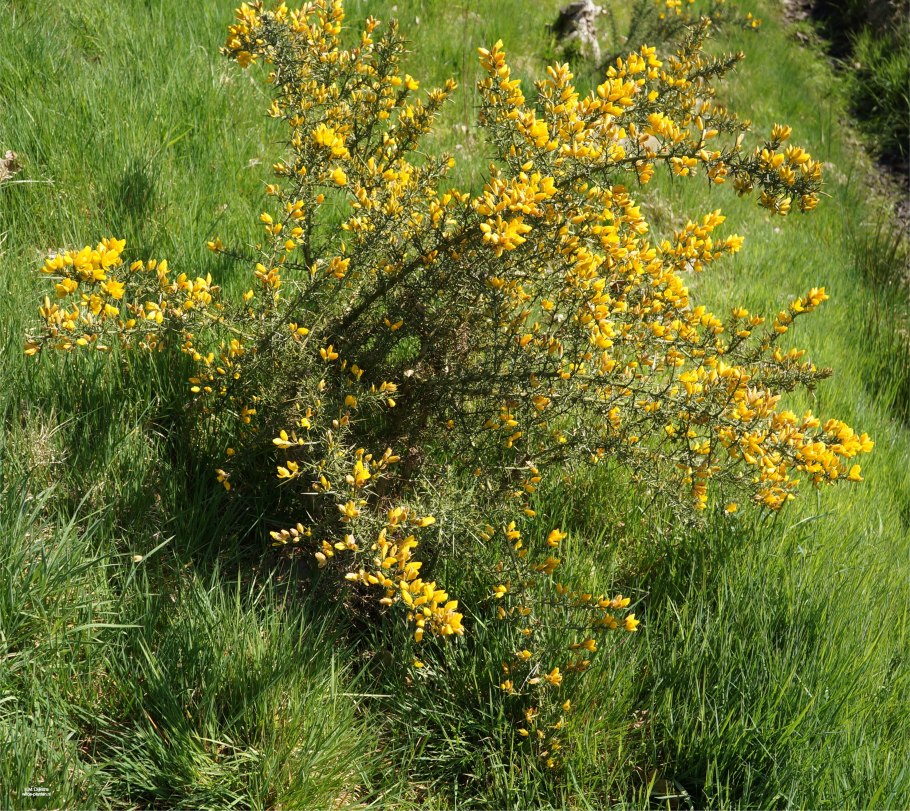 Gorse растение