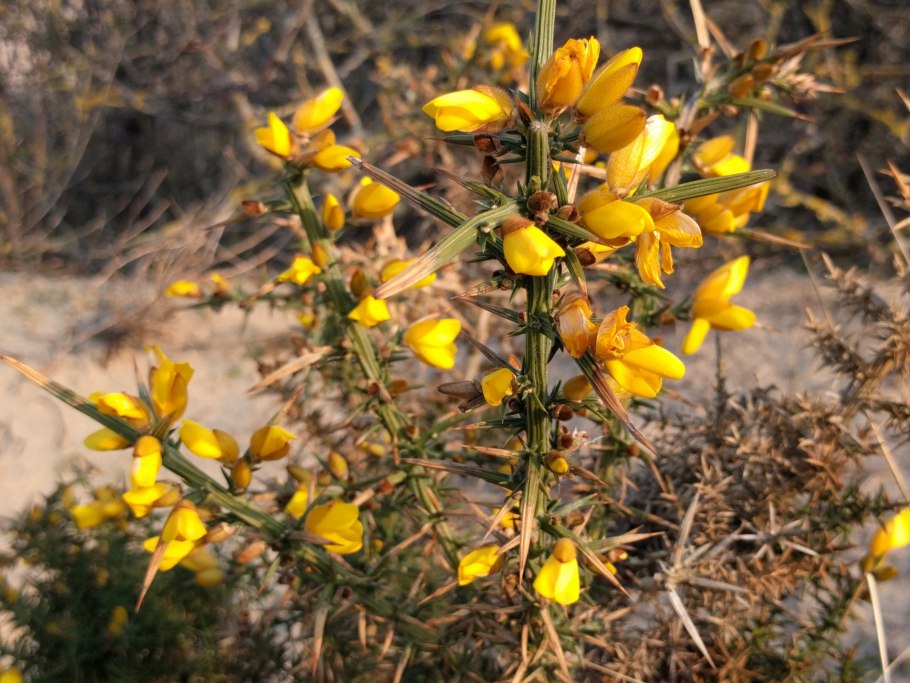Gorse растение