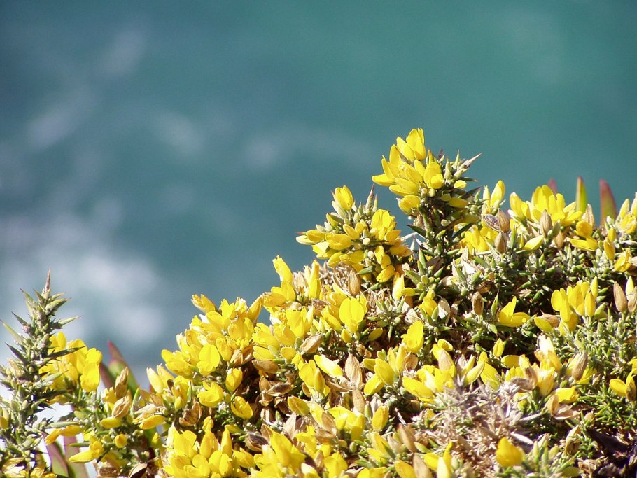 Улекс кантабрийский