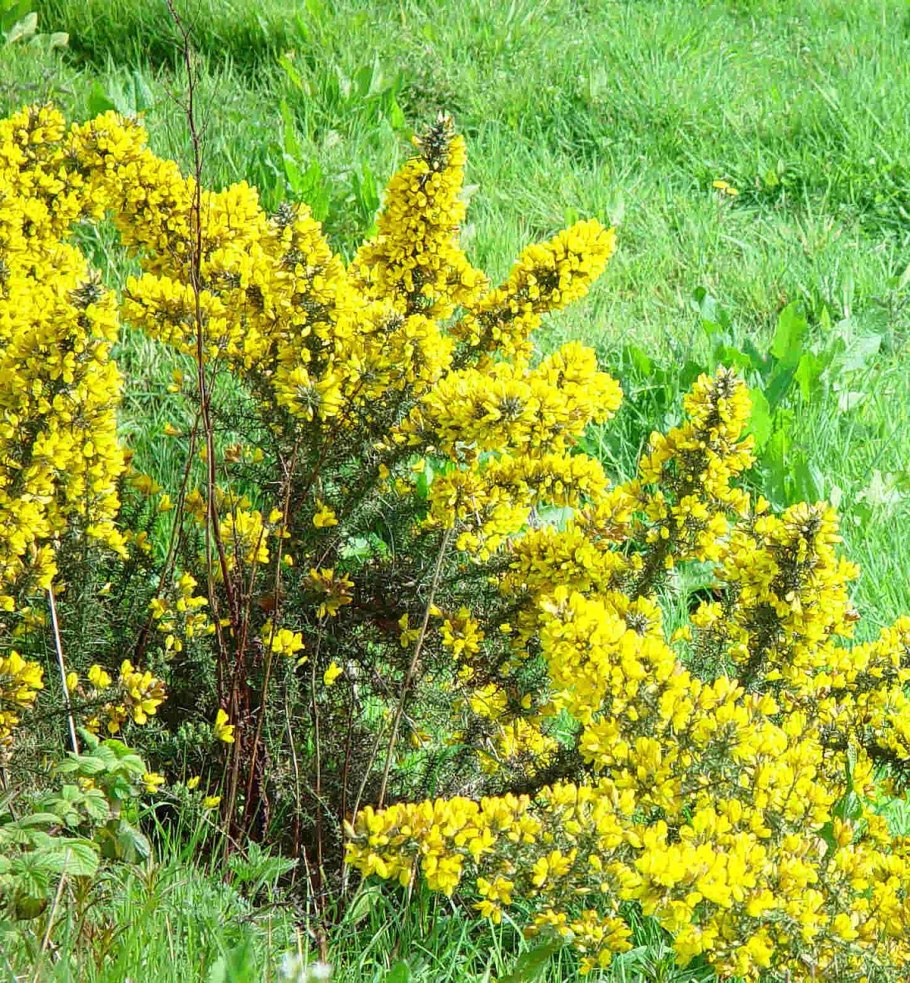 Утесник Горс цветы