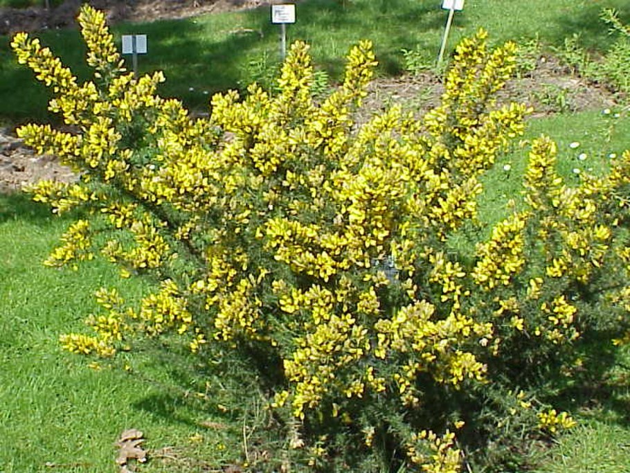 Gorse Bush