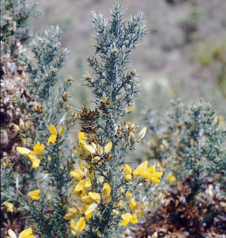 GOP Gorse