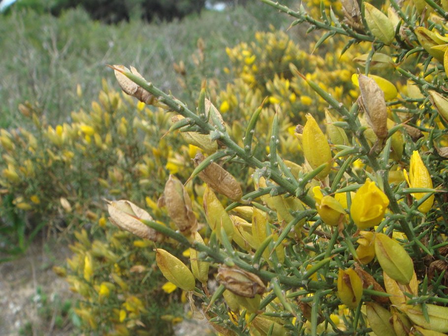 Заросли утесника