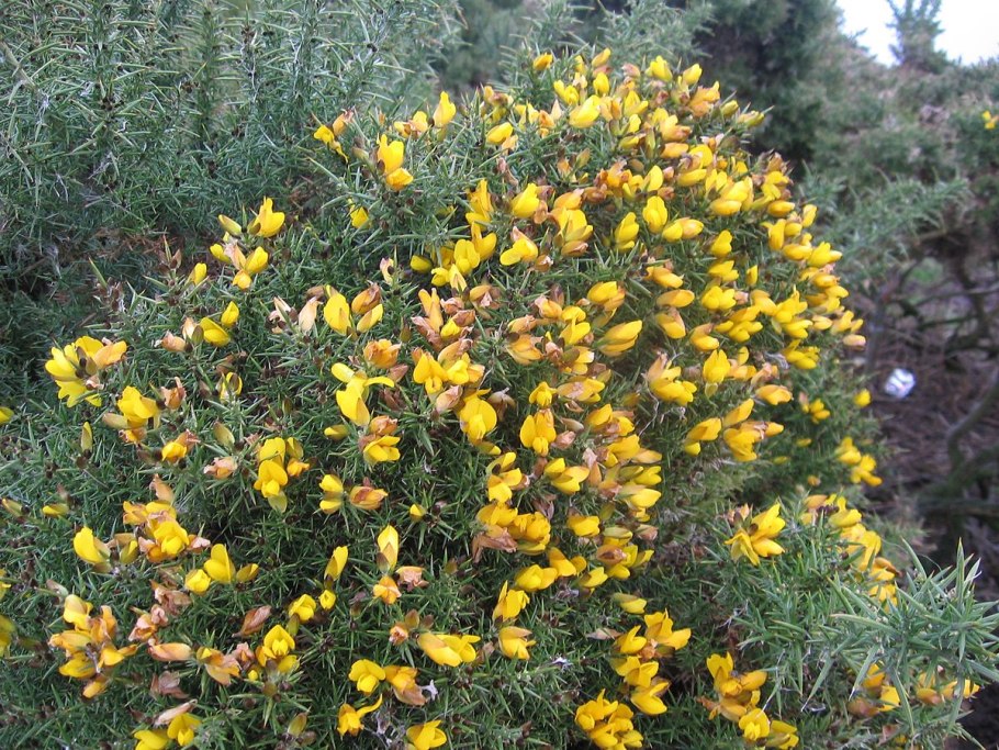 Гардэнжел Улекс