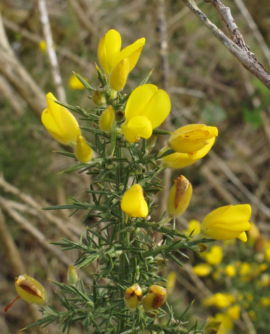 Улекс мелкоцветковый