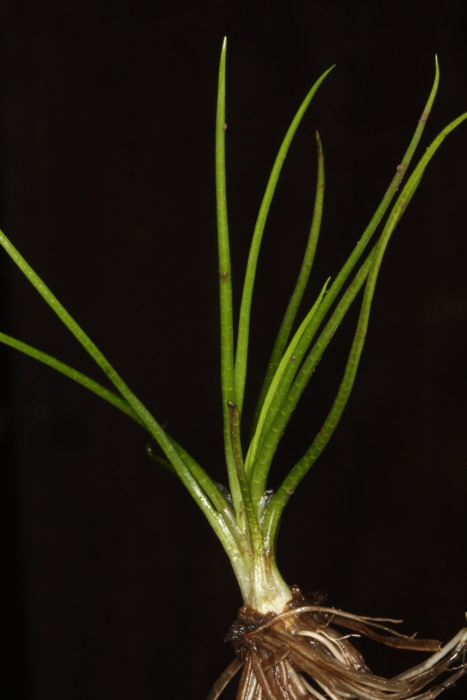 Ситник развесистый Juncus effusus