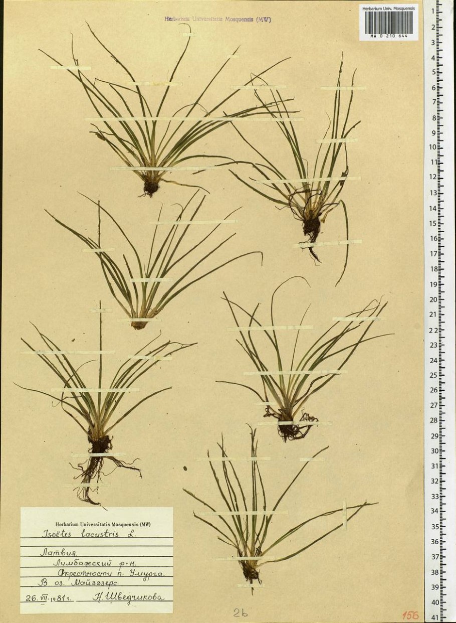 Полушник Озерный размножение