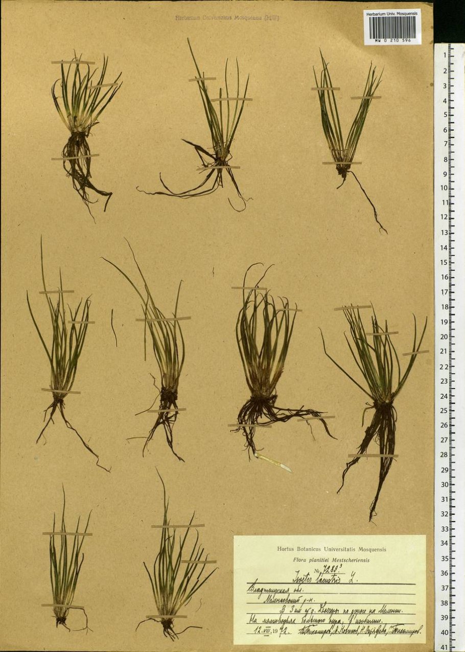 Полушник Озерный Isoetes lacustris