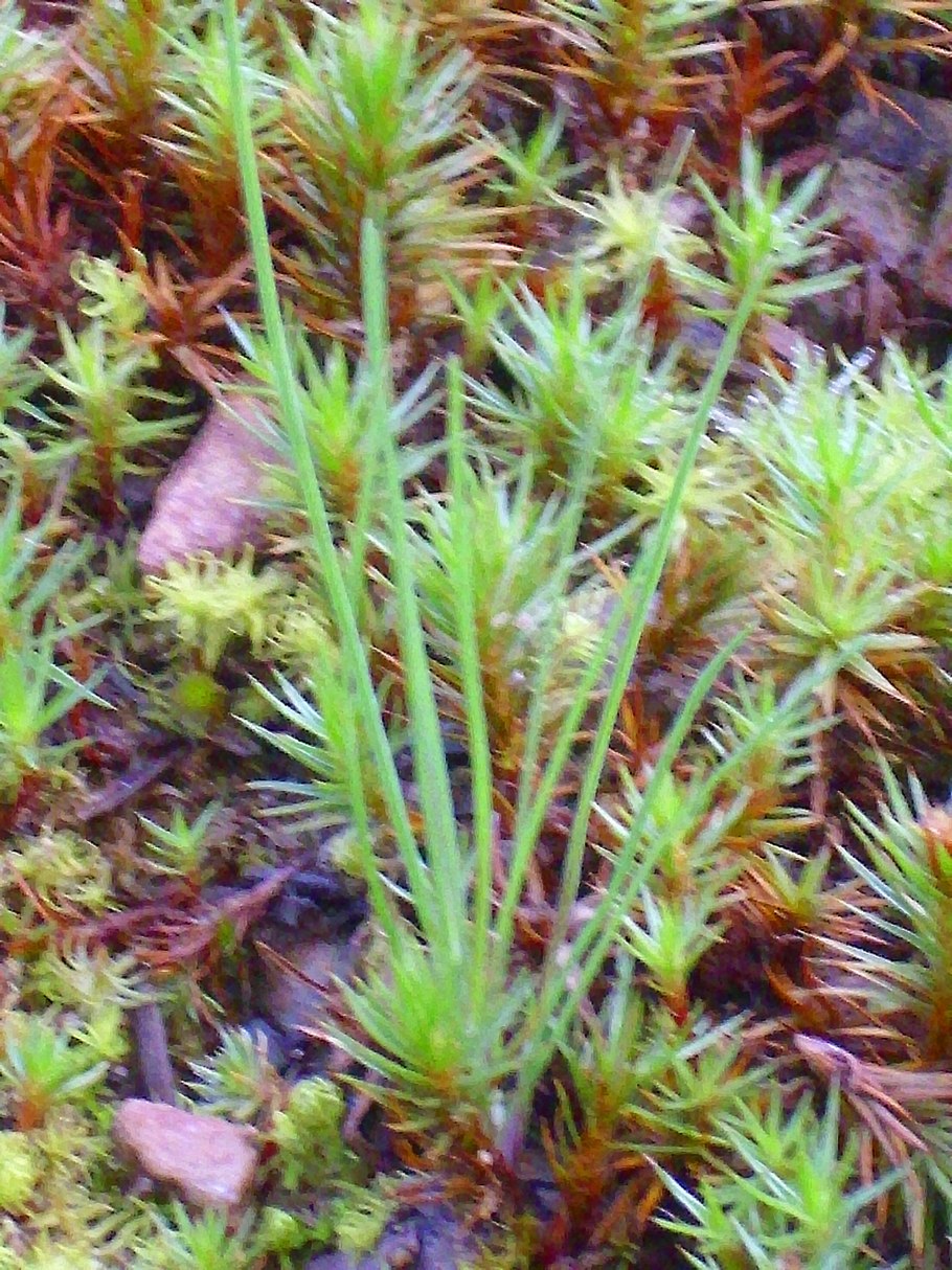 Polytrichum juniperinum
