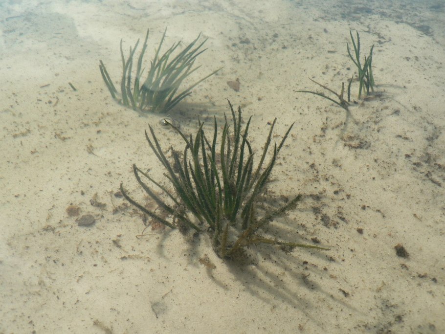 Полушник колючеспоровый (Isoëtes echinospora)