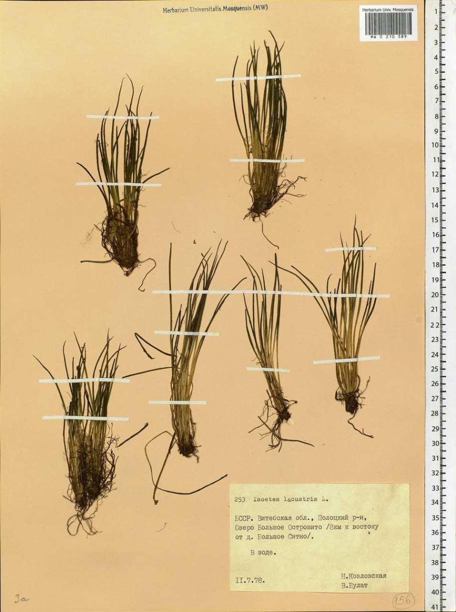 Isoёtes lacustris строение