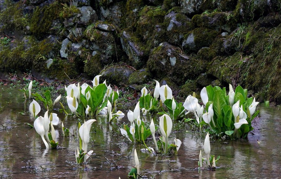 Лизихитон Камчатский-Lysichiton Camtschatcensis