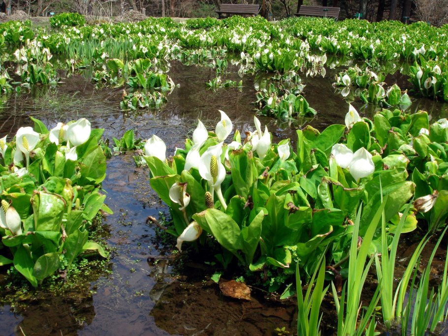 Временнокрыльник Камчатский (лизихитон)