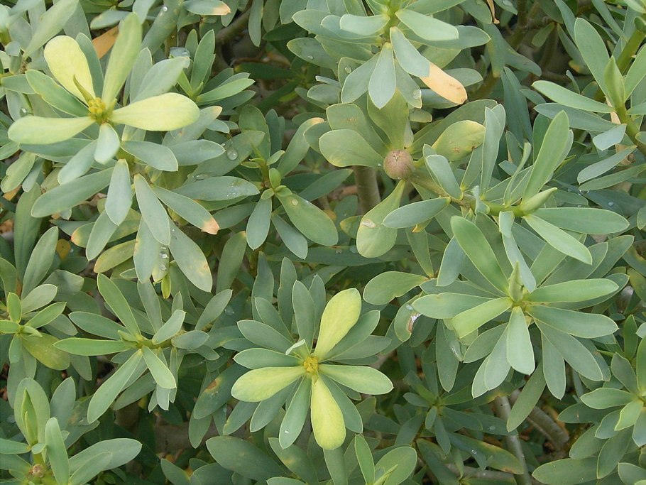 Euphorbia balsamifera