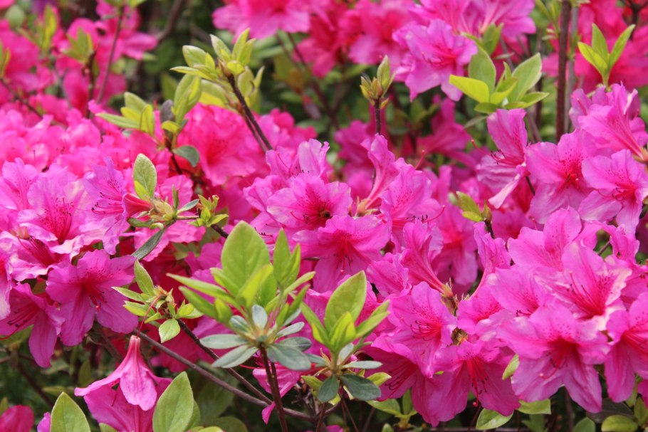 Рододендрон Ритва