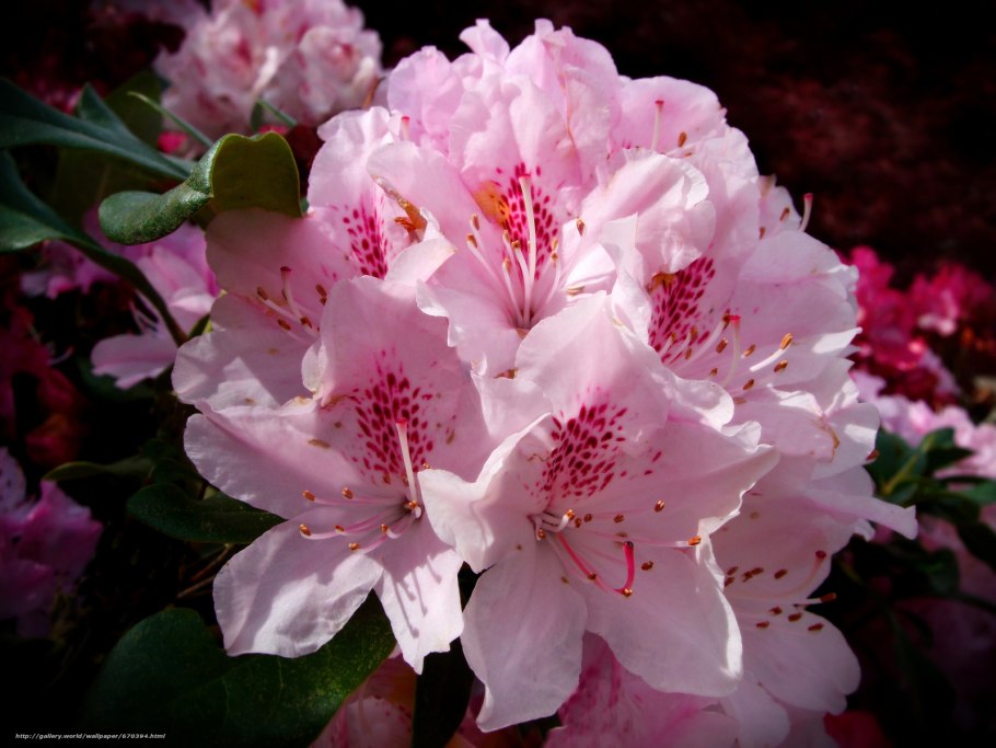 Рододендрон и гортензия