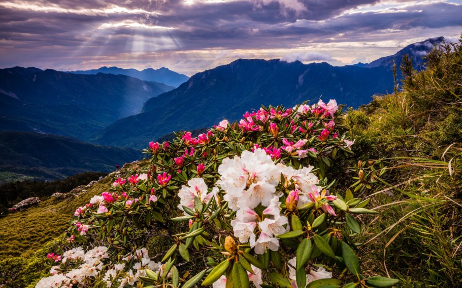 Азалия рододендрон комнатная