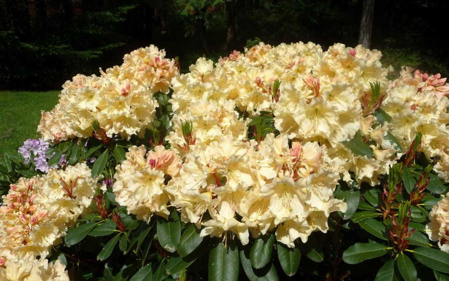 Рододендрон Азалия фиолетовая