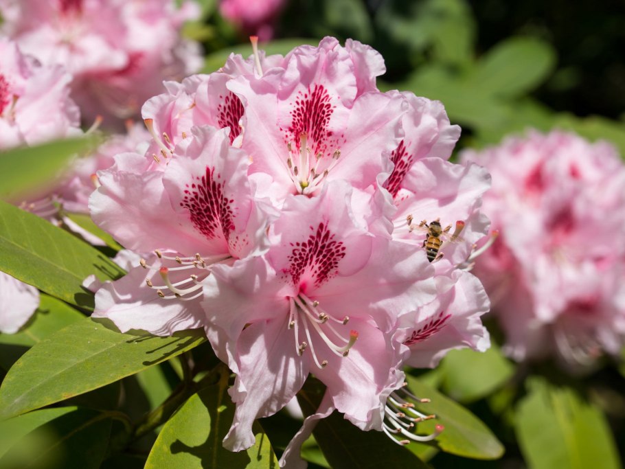 Рододендрон Альпийский