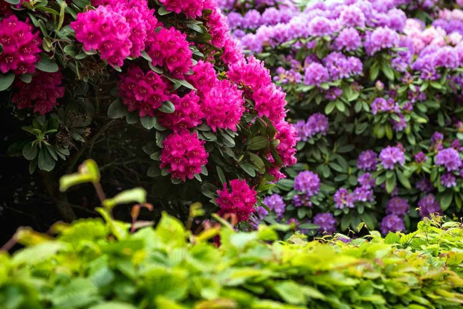 Рододендрон куст