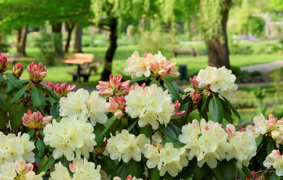Рододендрон Азалия розовая