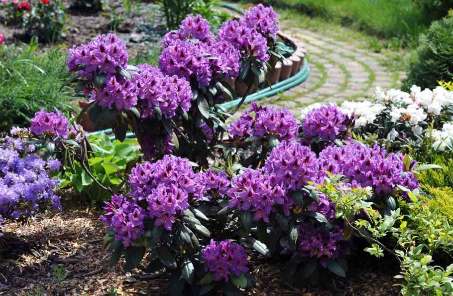 Рододендрон садовый кустарник